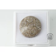 Korall fosszilia csoki korong kaboson 5860