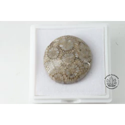 Korall fosszilia csoki korong kaboson 5860
