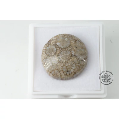 Korall fosszilia csoki korong kaboson 5860
