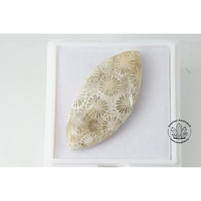 Korall fosszilia navett kaboson 5370 Korall fosszilia navett kaboson 5370