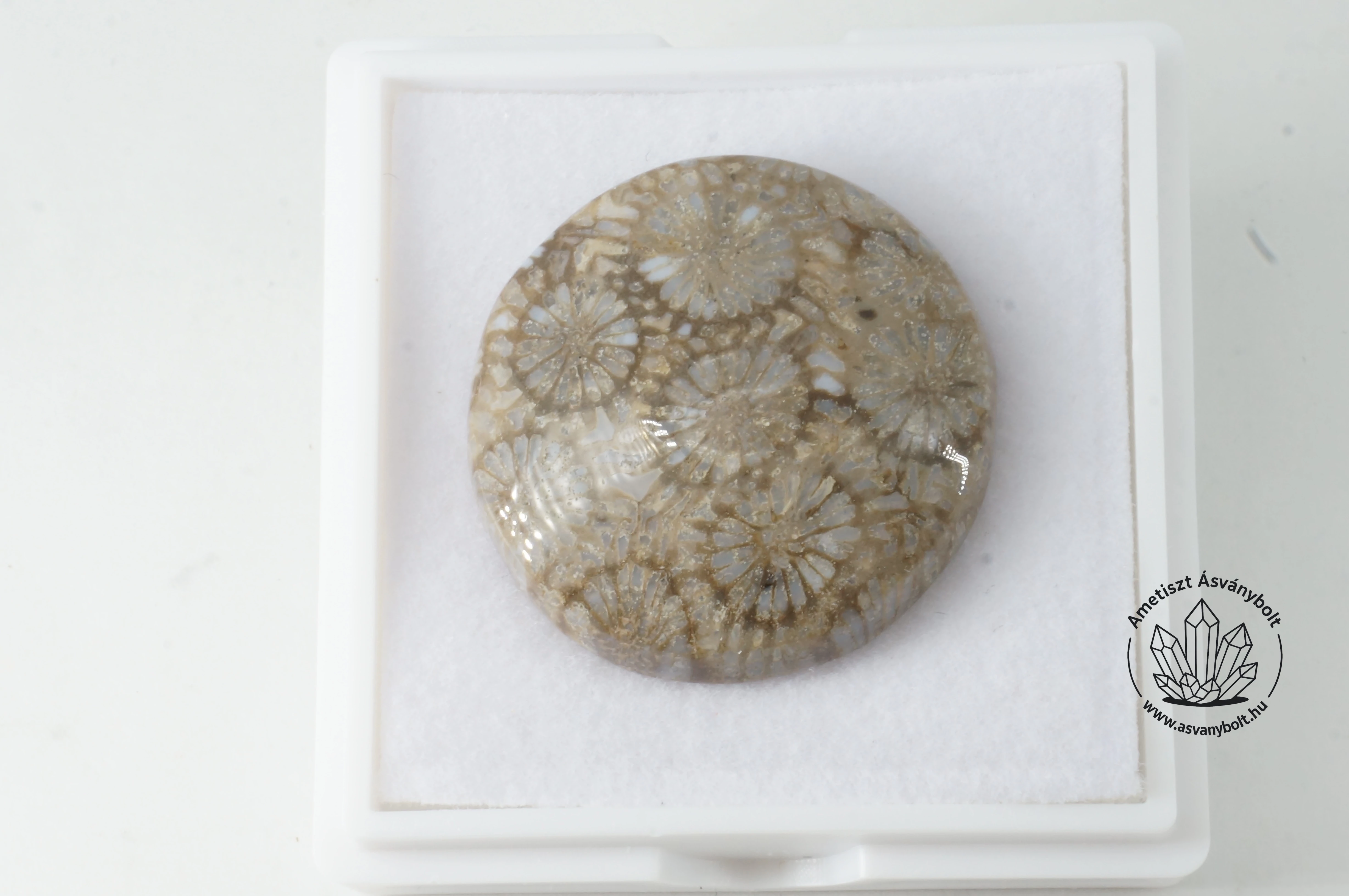 Korall fosszilia csoki korong kaboson 5860